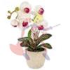 PIANTA ORCHIDEA CM38
